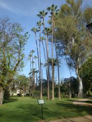 very tall palm trees in María Luisa Park, Seville