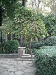 Maple tree and fountain in María Luisa Park, Seville