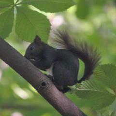 Red squirrel in Prater park, Vienna