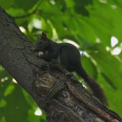 European red squirrel on tree branch in Prater, Vienna