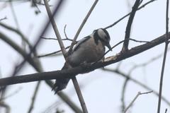 Great Spotted Woodpecker on a tree