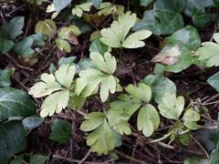 Adoxa moschatellina leaves