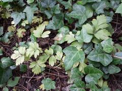 Leaves of Adoxa moschatellina