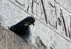 Pigeon near Sphinx in Saint Petersburg