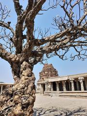 Old tree in a temple courtyard