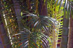 Dypsis lutescens palm tree at Zoo Ave, Alajuela, Costa Rica.