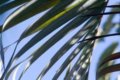 Dypsis lutescens Areca Palm in Zoo Ave, Alajuela, Costa Rica