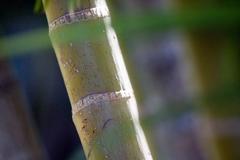 Dypsis lutescens plant in Zoo Ave, Alajuela, Costa Rica