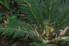 Japanese sago palm at Zoo Ave in Alajuela, Costa Rica