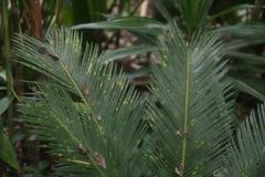 Cycas revoluta plant with green fronds