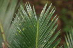 Cycas revoluta plant in Zoo Ave, Alajuela, Costa Rica