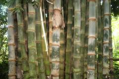 Dendrocalamus giganteus bamboo at Zoo Ave, Alajuela, Costa Rica