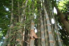 Dendrocalamus giganteus bamboo in Zoo Ave, Alajuela, Costa Rica