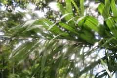 Bactris gasipaes peach palm fruits