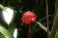 Etlingera elatior flower at Zoo Ave in Alajuela, Costa Rica