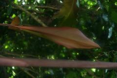 Etlingera elatior flower in Zoo Ave, Alajuela, Costa Rica