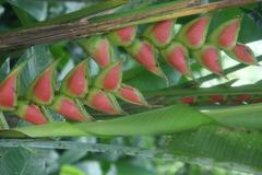 Heliconia wagneriana flower in Zoo Ave, Alajuela, Costa Rica