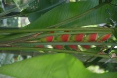 Heliconia wagneriana flower in Zoo Ave, Alajuela, Costa Rica