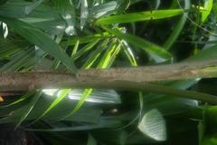 Bactris gasipaes fruit at Zoo Ave, Alajuela, Costa Rica