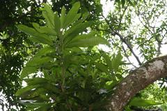 Mangifera indica fruit on a tree