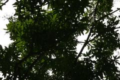 cluster of unripe green mangoes hanging from a tree