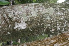 Mangifera indica at Zoo Ave, Alajuela, Costa Rica