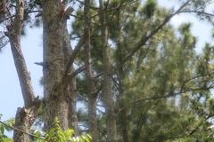 Pinus caribaea tree in Zoo Ave, Alajuela, Costa Rica