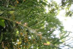 Bactris gasipaes (peach palm) fruits hanging from the tree