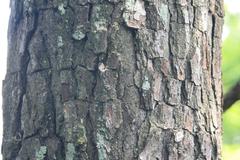 Pinus caribaea Caribbean Pine in Zoo Ave, Alajuela, Costa Rica