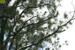 Caribbean Pine (Pinus caribaea) tree at Zoo Ave, Alajuela, Costa Rica