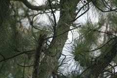 Pinus caribaea tree at Zoo Ave in Alajuela, Costa Rica