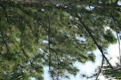 Caribbean Pine tree at Zoo Ave, Alajuela, Costa Rica