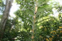 Bactris gasipaes fruit at Zoo Ave, Alajuela, Costa Rica