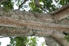 Ceiba pentandra tree with lush green foliage at Zoo Ave