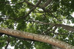 Ceiba pentandra in Zoo Ave, Alajuela, Costa Rica