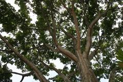 Ceiba pentandra tree with large green leaves and spiky trunk