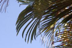 Dypsis lutescens palm in Zoo Ave, Costa Rica