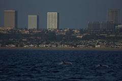 Two dolphins swimming with the Newport Beach skyline in the background