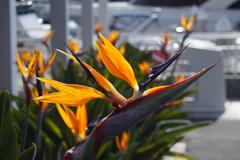 Bird of Paradise flower