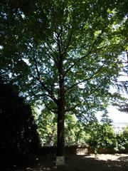 Memorial tree and plaque for Warsaw in Europa Grove, Budapest.