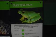 Fea's tree frog information plaque at London Zoo