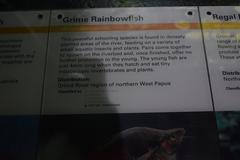 Grime Rainbowfish information plaque at ZSL London Zoo