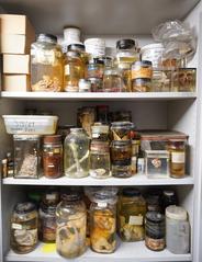 preserved biological specimens in the basement of London's Institute of Zoology