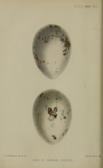 eggs of the Seriema bird in a clutch from London Zoo