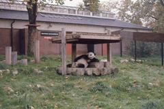 Photo of Chi Chi the giant panda in 1967