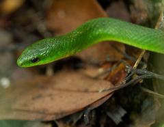 Greater Green Snake on a tree branch