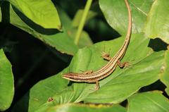 Kuhne's Grass Lizard Takydromus kuehnei