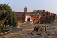 Jaigarh Fort in Jaipur with Northern plains gray langur in the foreground