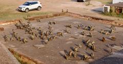 Flock of northern plains gray langurs and rhesus macaques at Jaigarh Fort