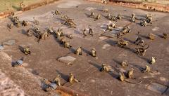 flock of northern plains gray langurs and a few rhesus macaques at Jaigarh Fort